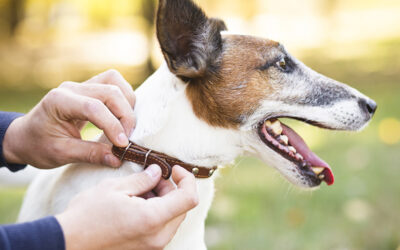 Cachorro em Condomínio